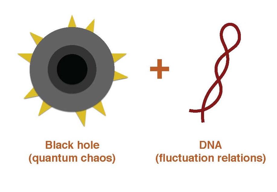 black hole and DNA